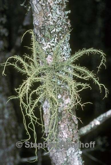 usnea baileyi 4 graphic