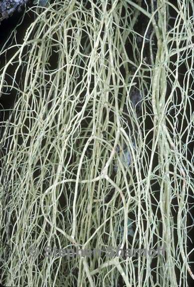 usnea cavernosa 2 graphic