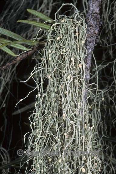 usnea cavernosa 3 graphic