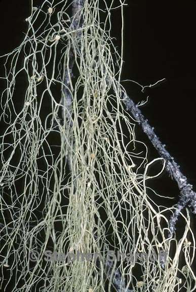 usnea cavernosa 4 graphic