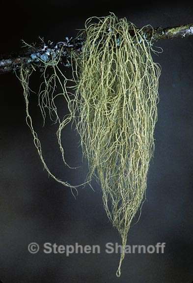 usnea cavernosa 5 graphic