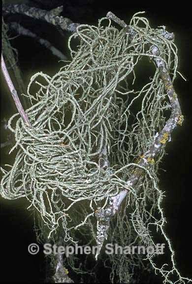 usnea ceratina 1 graphic