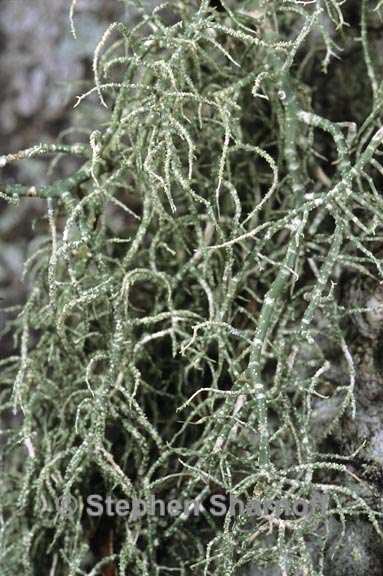 usnea ceratina 2 graphic