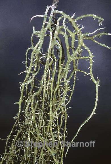 usnea ceratina poss 4 graphic