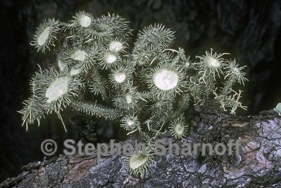 usnea parvula 1 graphic