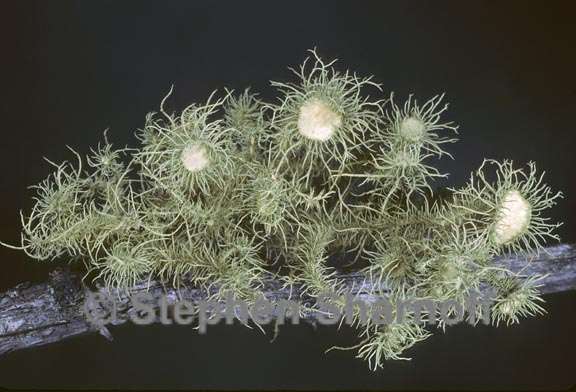 usnea parvula possible 4 graphic