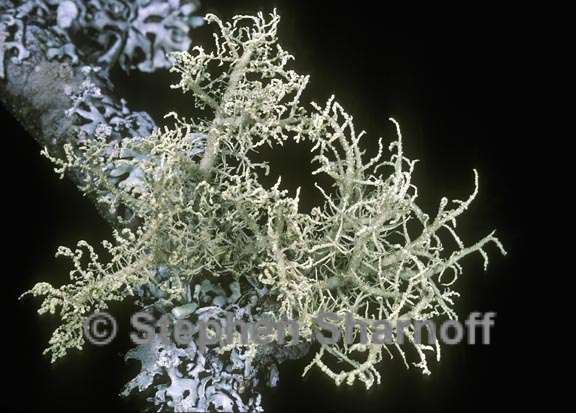 usnea cornuta 1 graphic