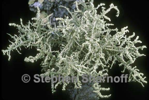 usnea cornuta 2 graphic