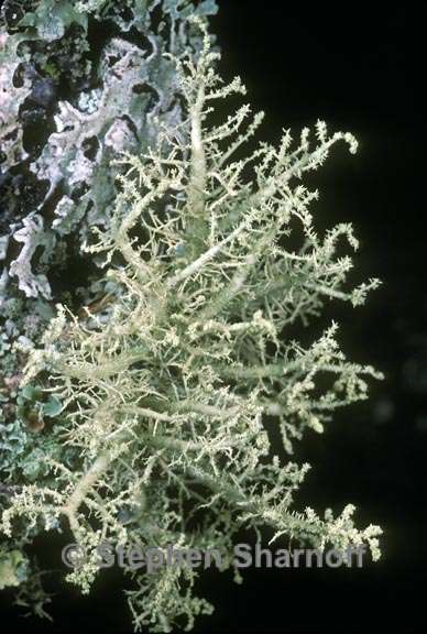 usnea cornuta 3 graphic