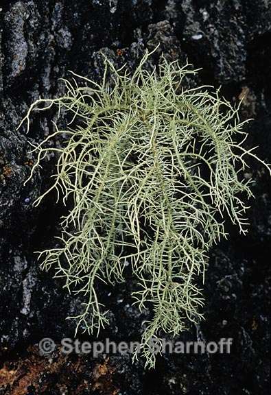 usnea cornuta 4 graphic