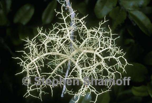 usnea cornuta aggregate graphic