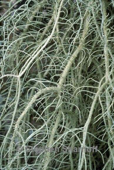 usnea dasopoga 1 graphic