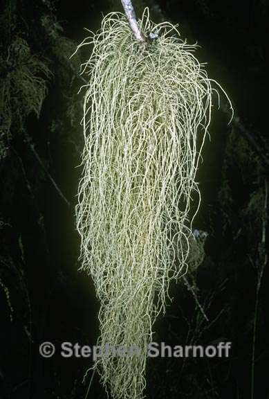 usnea dasopoga 2 graphic