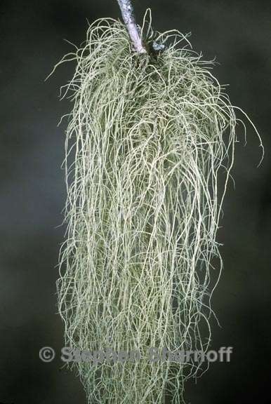 usnea dasopoga 3 graphic