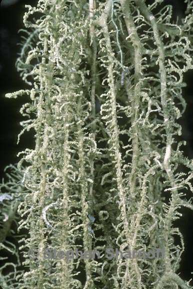 usnea dimorpha 1 graphic