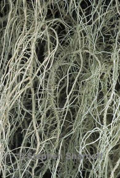 usnea diplotypus 1 graphic