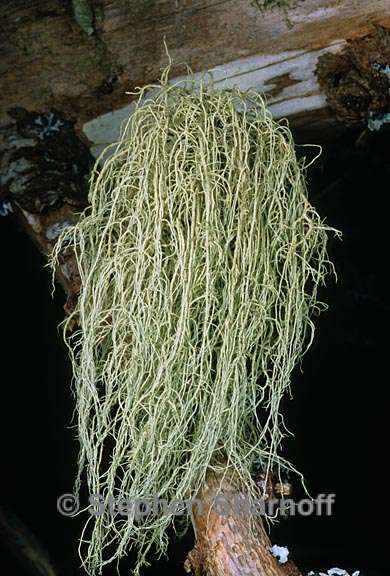 usnea diplotypus 2 graphic