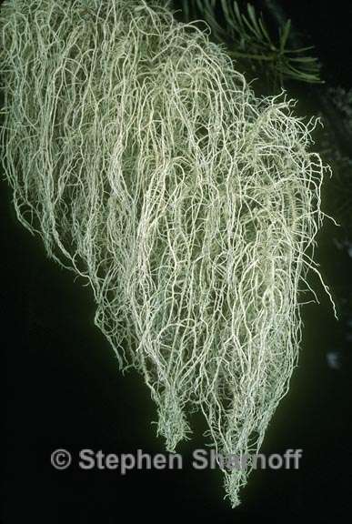 usnea diplotypus aggregate graphic