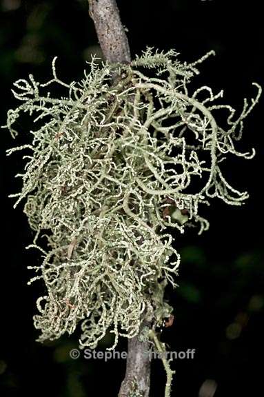 usnea esperantiana 1 graphic