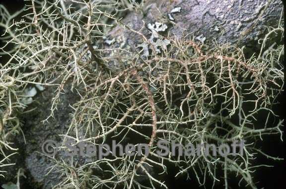 usnea flavocardia 1 graphic