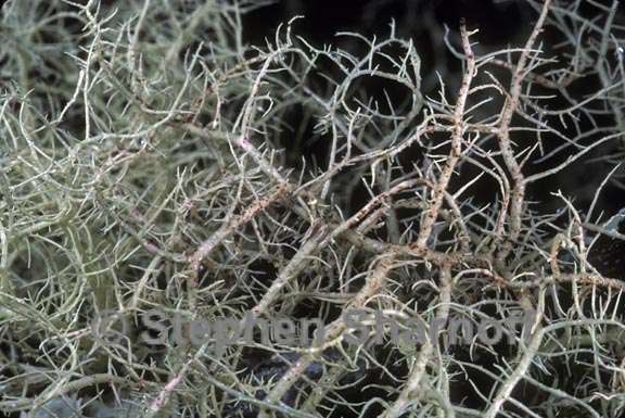 usnea flavocardia 2 graphic