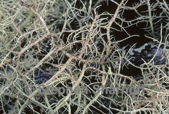 usnea flavocardia 3 graphic