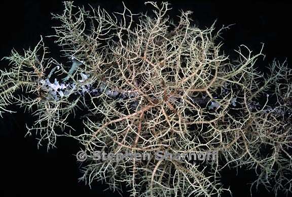 usnea flavocardia 4 graphic