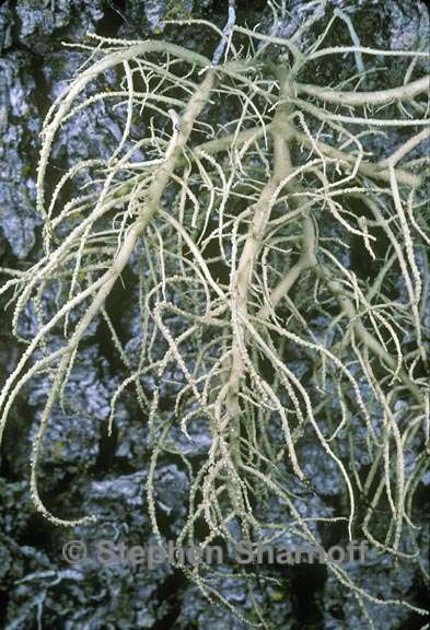 usnea fragilescens 1 graphic