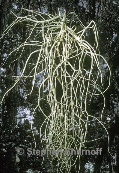 usnea fragilescens 2 graphic