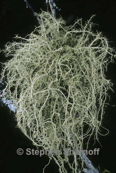 usnea fragilescens 3 graphic