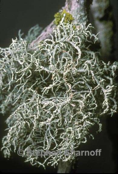 usnea glabrata graphic