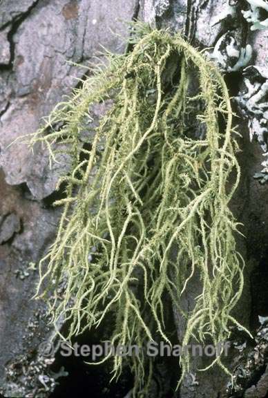 usnea hirta 1 graphic