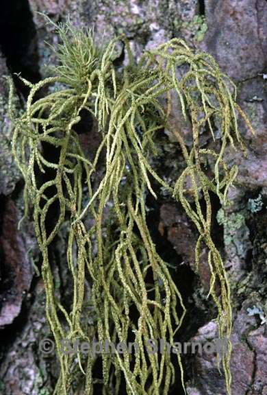 usnea hirta 10 graphic