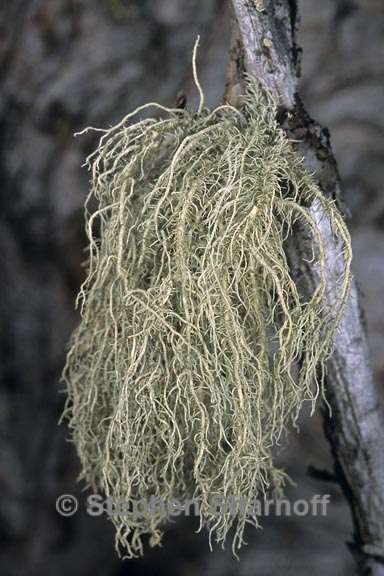 usnea hirta 11 graphic