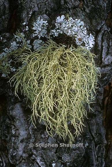 usnea hirta 12 graphic