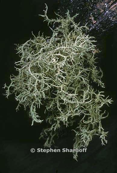 usnea hirta 13 graphic