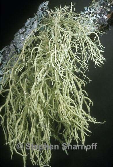 usnea hirta 3 graphic