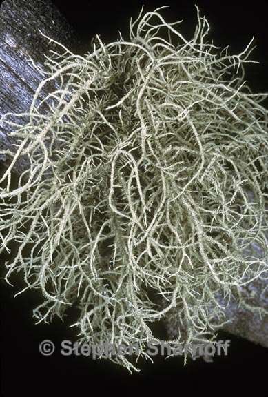 usnea hirta 4 graphic