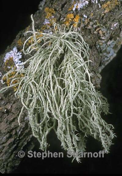 usnea hirta 5 graphic