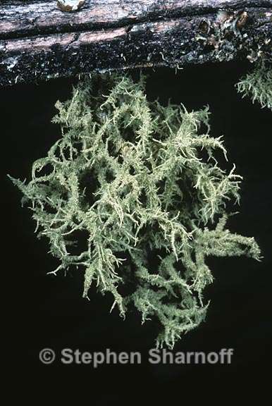 usnea hirta 6 graphic