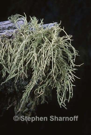 usnea hirta 7 graphic