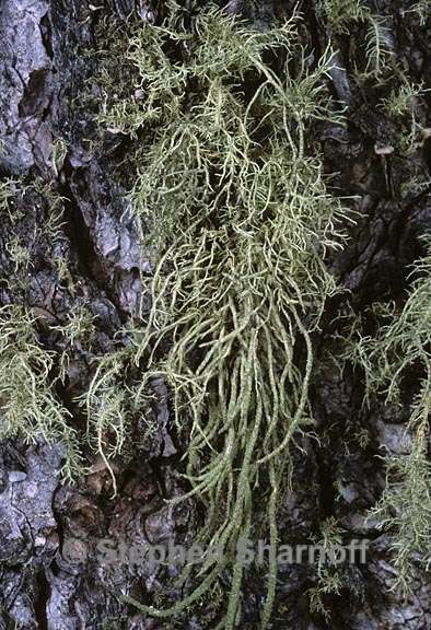 usnea hirta 8 graphic