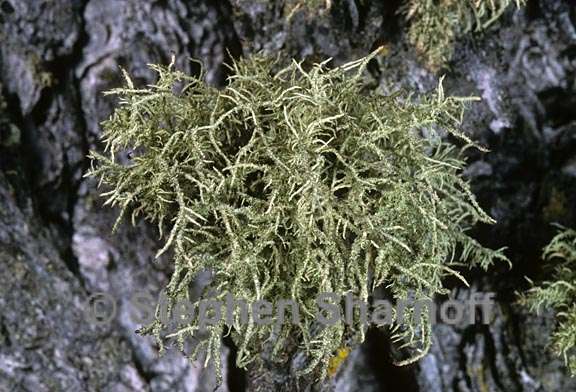 usnea hirta 9 graphic