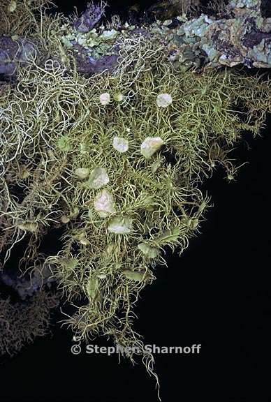 usnea intermedia 10 graphic