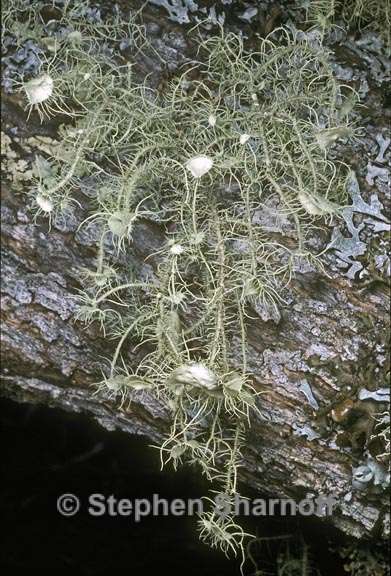 usnea intermedia 2 graphic