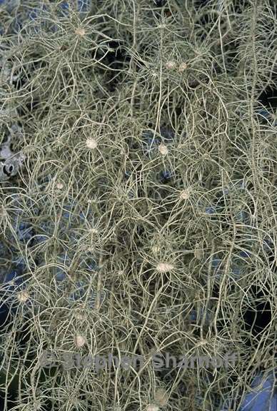 usnea intermedia 7 graphic