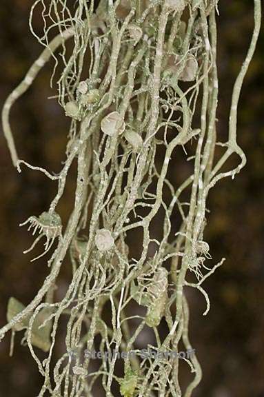 usnea intermedia 3 graphic