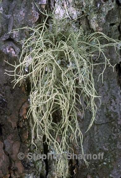 usnea mutabilis 1 graphic