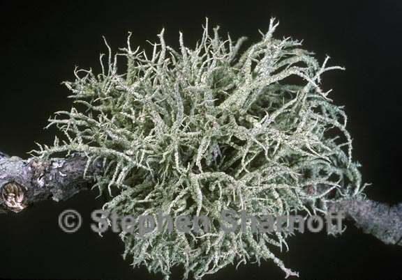 usnea mutabilis 2 graphic