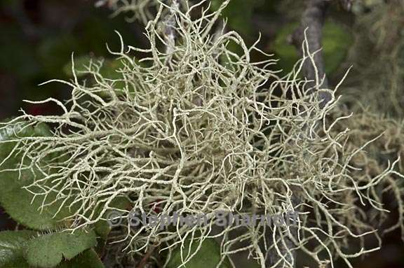 usnea mutabilis 3 graphic